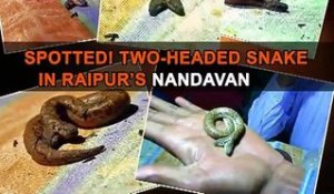 Un serpent bicéphale repéré dans un zoo en Inde