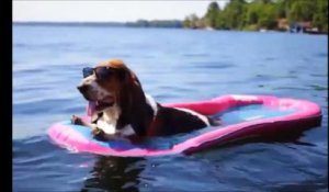 Si vous regardez cette vidéo, sachez que ce chien passe de meilleurs vacances que vous et moi
