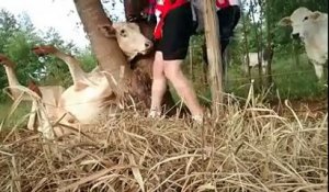 Sauvetage d'une vache coincée entre deux arbres !