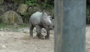 Incroyable naissances au zoo d Amnéville : un bébé rhinocéros adorable