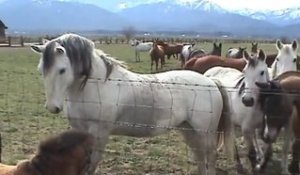 Des chevaux magnifiques viennent dire bonjour à un petit poney : trop mignon