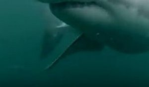 Face à face avec un requin blanc !