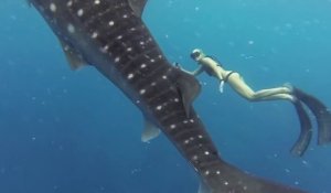 Une jolie demoiselle nage avec des requins baleines dans les Philippines