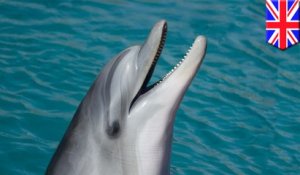 Techno : un nouveau sonar qui imite les grands dauphins