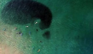 Une otarie chasse un banc de poissons filmée d'un drone