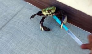 Avec un couteau entre les pinces, ce crabe se défend pour ne pas finir dans la casserole !