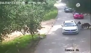Un tigre attaque une fille dans un parc animalier en Chine, sa mère intervient et se fait emporter par un autre qui la tue !