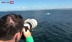 Apparition d’une baleine blanche au large de l’Australie. Un spécimen très rare !
