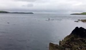 Ce phoque échappe à la vue d'un orque qui le chassait - belle esquive