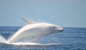 Une baleine à bosse fait son apparition sur les côtes de l'Australie