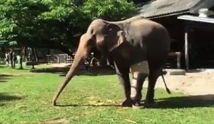 Titre 1: Découvrez la patte bionique que cette éléphante a reçue pour marcher à nouveau