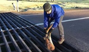 Un kangourou sauvé d'une barrière canadienne