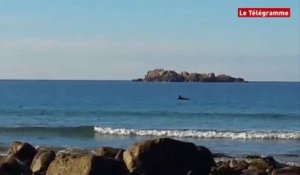 Plougasnou (29). Un dauphin chasse plage de Primel