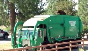 Insolite : Un ours fait une petite balade en camion poubelle