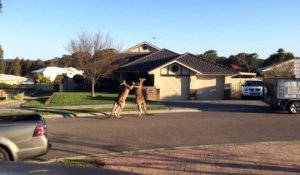 2 kangourous se battent en pleine rue en Australie... En mode gros boxeurs!