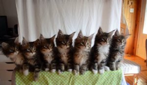 Une portée de 7 chatons à la synchronisation parfaite