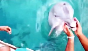 Quand ton pote le dauphin va chercher ton iPhone au fond de la mer! Sympa