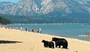 Adorable : une famille d'ours vient se baigner sur la plage