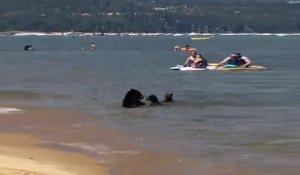 Une famille ours profite de la plage et se baigne au milieu des touristes