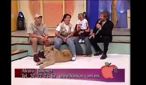 Un lion s'en prend à un bébé durant une émission de télévision