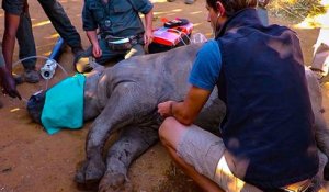 Le sauvetage d'un bébé rhinocéros