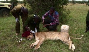 Kenya: des colliers GPS pour protéger les lions