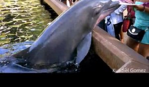 Un dauphin lui arrache son iPad au moment où elle prenait des photos !