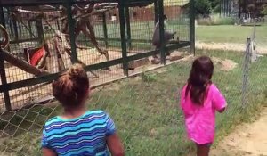 Un singe lance du caca sur une petite fille dans un zoo