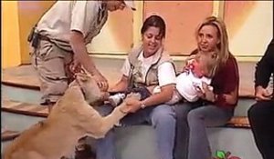 Un lion bondit sur une gamine, en direct à la télé