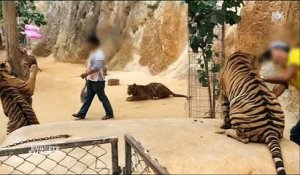 Des tigres drogués et maltraités en Thaïlande pour attirer les touristes ? Regardez