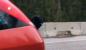 Une maman ours voit son bébé en danger sur l'autoroute. Ce qu'elle fait laisse le caméraman sans voix !