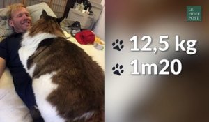 Voici Samson, le chat-star le plus gros de New York