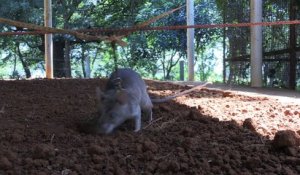 Tanzanie, des rats formés au déminage et au dépistage de la tuberculose