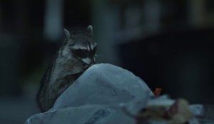 The Martin Agency pour Geico - «Raccoons, C'mon Try it!» octobre 2016