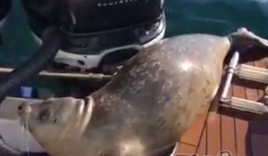 Un phoque se sauve de ses prédateurs en sautant dans un bateau !