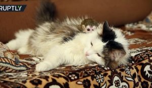 Un chat adopte un bébé singe rejeté par sa mère