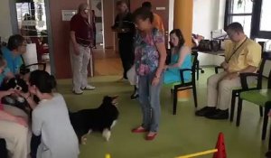 Les chiens au service des personnes âgées et handicapées