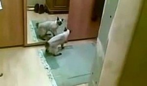 Ce chat s’énerve lorsqu’il voit son double dans un miroir. Observez sa réaction
