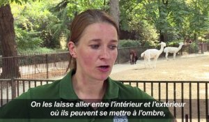 Canicule: les animaux du zoo du Jardin des Plantes chouchoutés