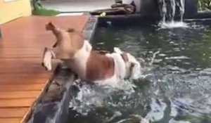 Attiré par des poissons, un bouledogue tombe dans un bassin !