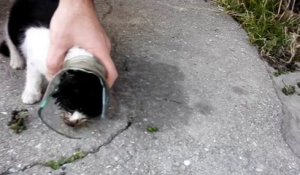 Sauvetage d'un chat coincé la tête dans un bocal !