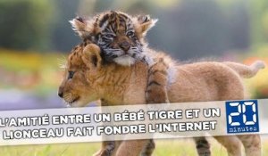 L'amitié entre un bébé tigre et un lionceau fait fondre l’Internet