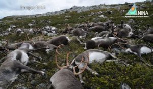 Plus de 300 rennes frappés par la foudre en Norvège
