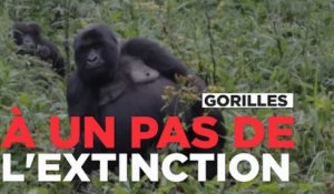 Les gorilles à un pas de l'extinction totale à l'état sauvage