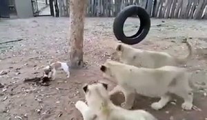 Un jeune chien protège son repas face à des lionceaux