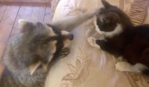Un raton laveur et un chat font connaissance pour la première fois.
