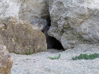 Un Gros Chat Sauvage S Approche Et Check Une Camera Lol Sur Orange Videos