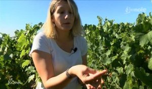 Climat : Les vignerons touchés par la sècheresse (Vendée)