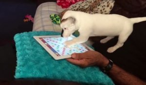 Ce chien devient fou avec son iPad