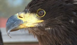 Aigles vs drones : les nouvelles recrues de la police néerlandaise